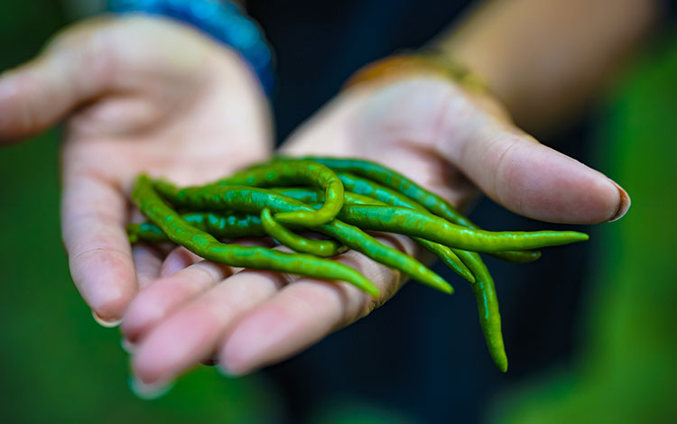 Manos sosteniendo judías verdes recién cultivadas.